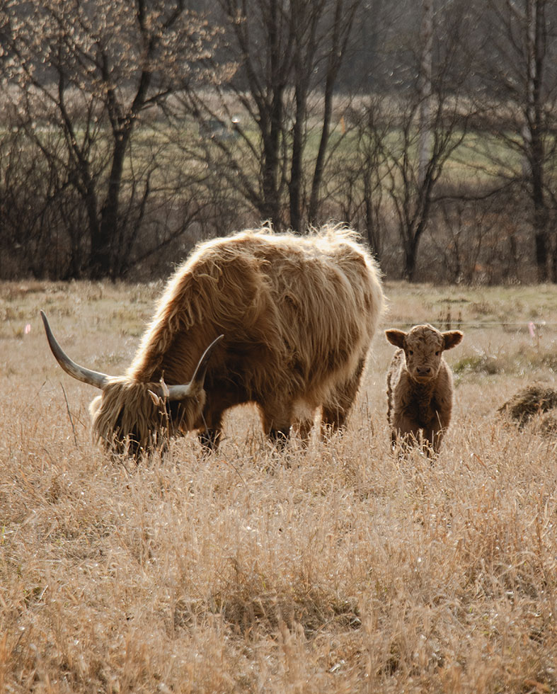 Shaggy Highlanders